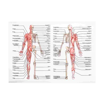 50x70 см Анатомия Плакаты Настенная картина Мышечный скелет Плакат Холст Художественная печать Образование Больница Аптека Картины