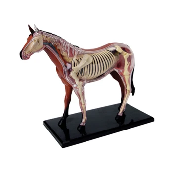Модель анатомии органов животных 4D Интеллект лошади Сборка игрушки Обучение анатомии Модель DIY Научно-популярные приборы
