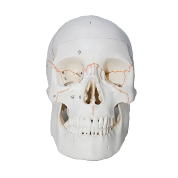 Анатомическая модель скелета головы человека в натуральную величину Анатомическая модель скелета головы человека H7EC