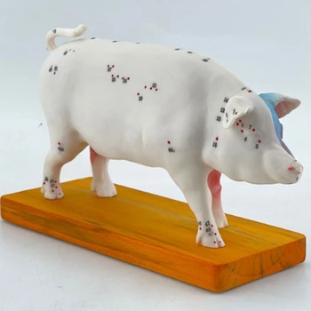 Модель анатомии свиньи для иглоукалывания и прижигания, Модель анатомии животных Модель анатомии свиньи Учебный реквизит