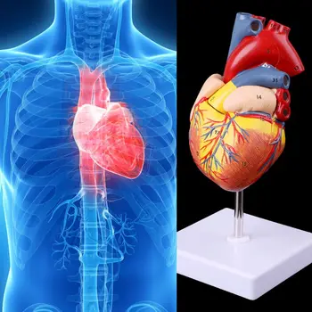 Разобранный анатомический инструмент для обучения анатомии анатомии человеческого сердца